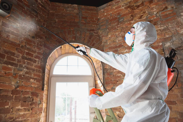 Why You Should Choose Our Mold Remediation Services in Bridgehampton, NY